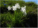 Poet's Narcissus (Narcissus poeticus radiiflorus)